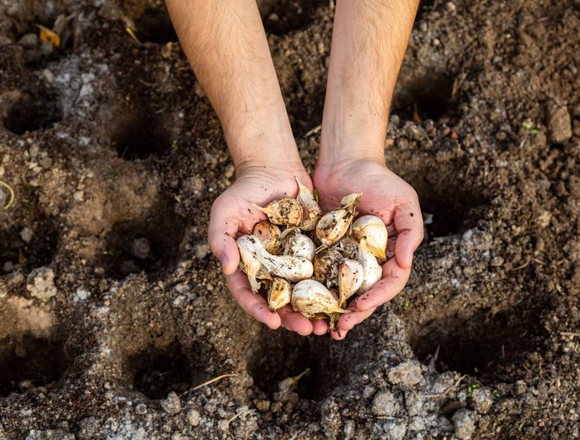 5 Tips for Growing Garlic