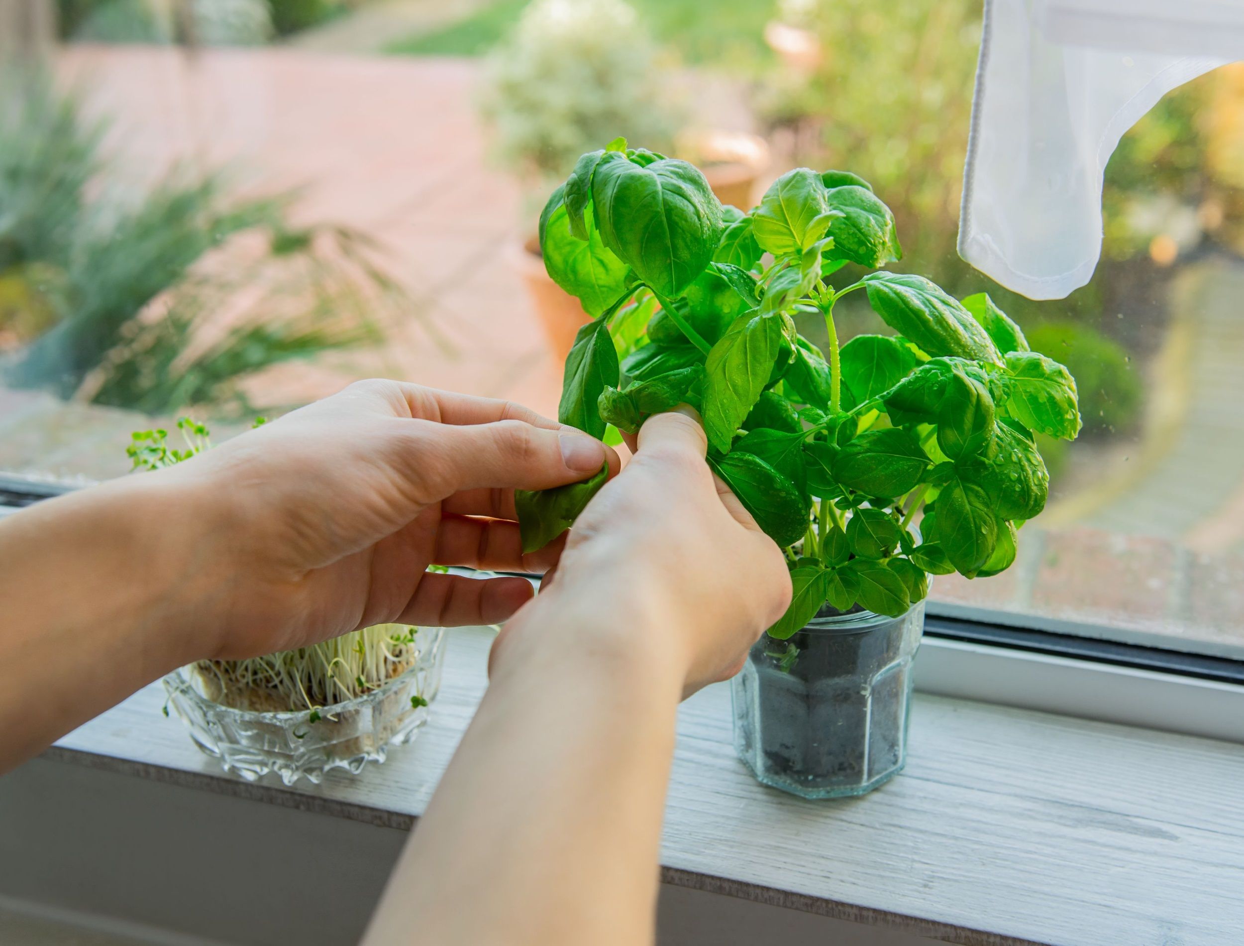 fish tank plant seeds Aquarium Plant Seeds for Sale main image 1