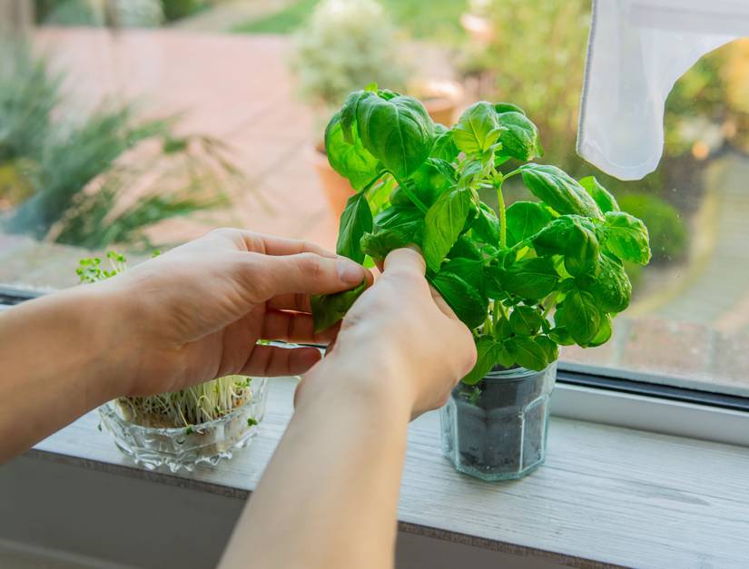 How Often Should You Prune Basil Plants?