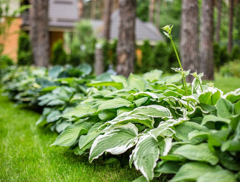 How to Choose The Right Hosta For Your Garden