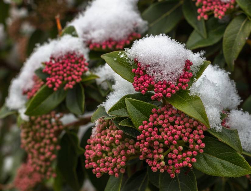 How To Care for Hydrangeas in Winter