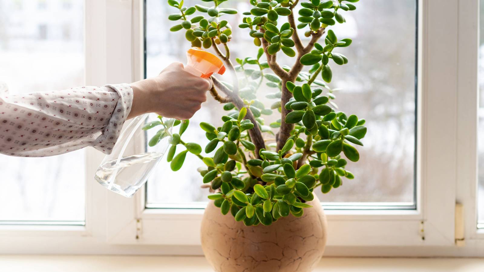 7 Fastest Growing Indoor Plants