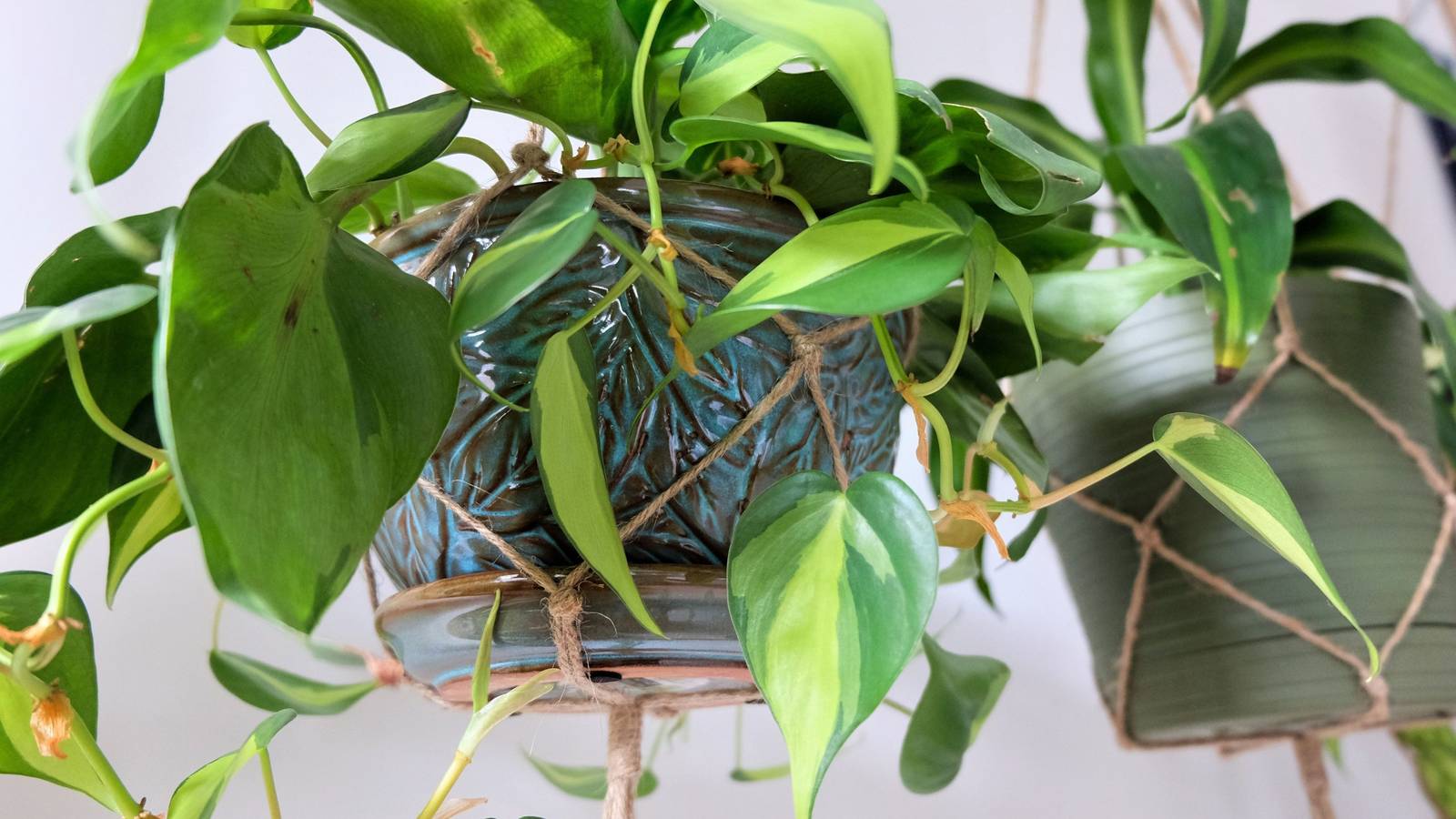 6 Best Indoor Hanging Plants To Add To Your Home