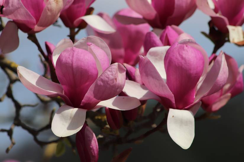 8 Best Plants For Your Woodland Garden