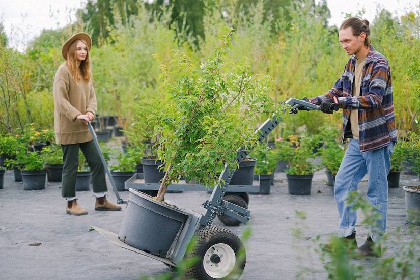 How to Harden off Your Plants for Transplanting