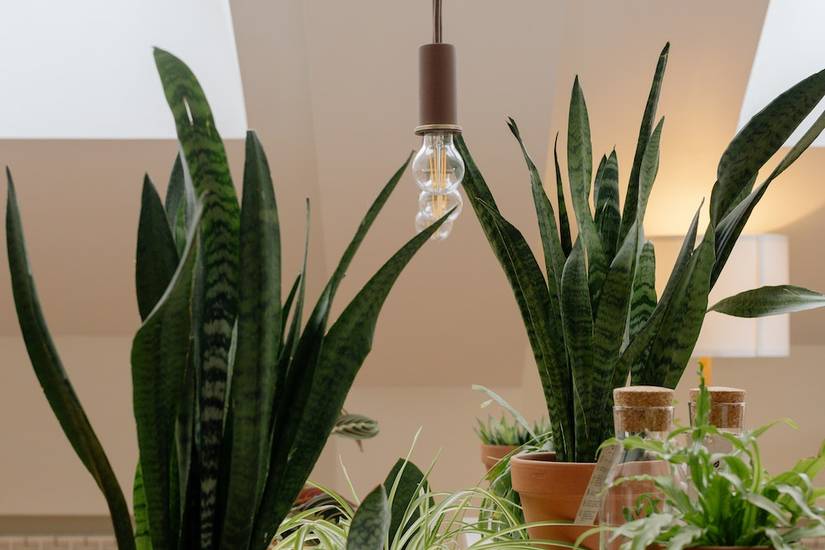5 Reasons to Add a Snake Plant to Your Bedroom