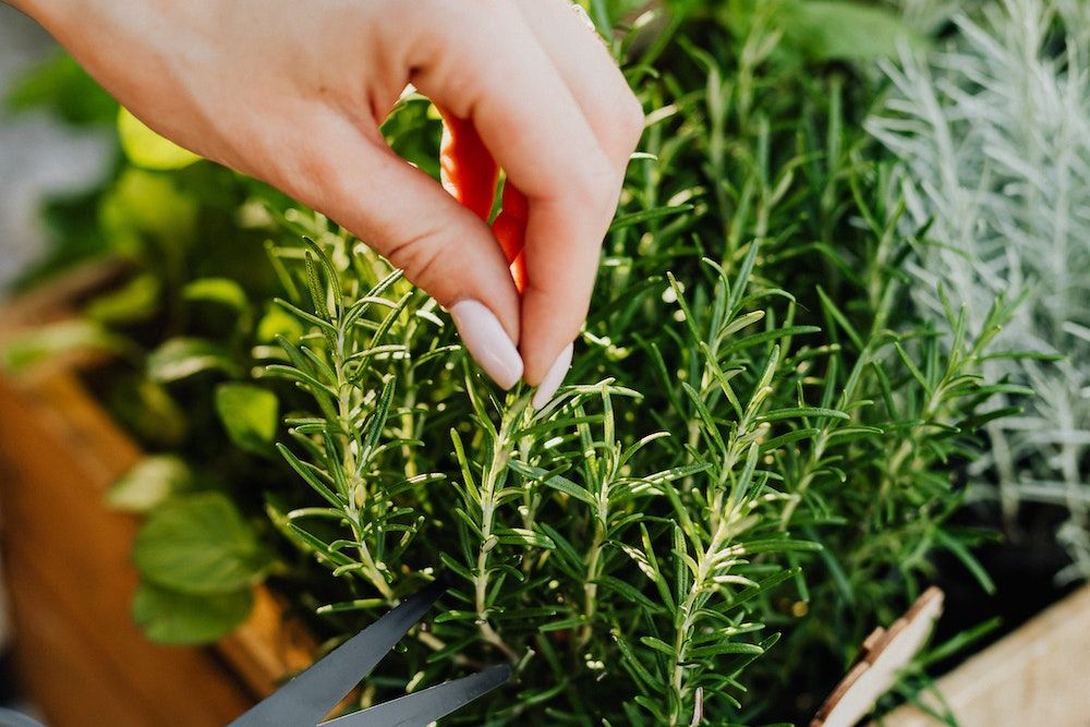 How to Grow Rosemary Indoors