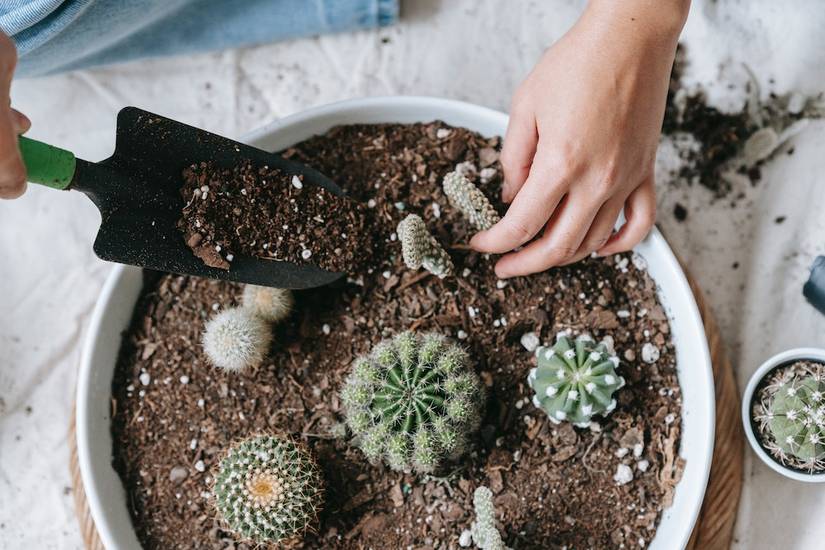 How To Make Homemade Cactus Soil
