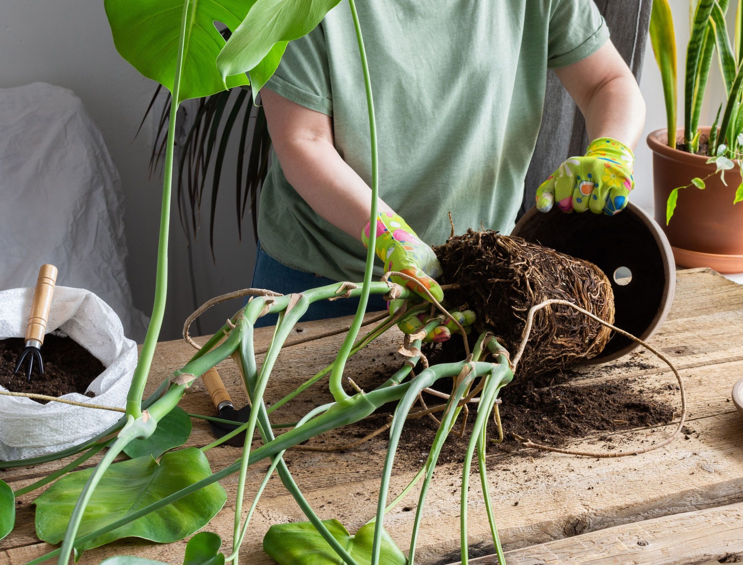 When To Repot Your Monstera Plant