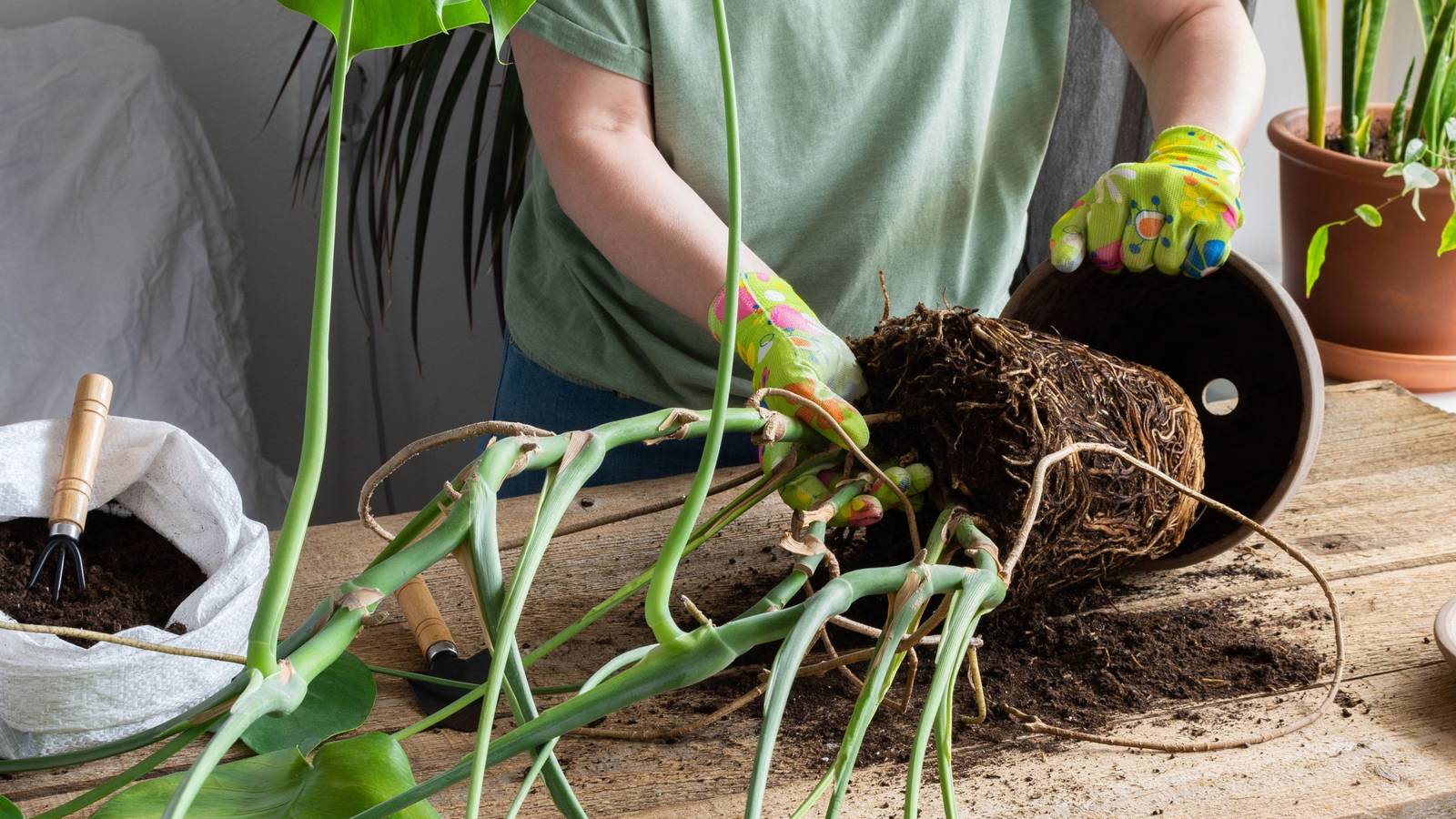 When To Repot Your Monstera Plant