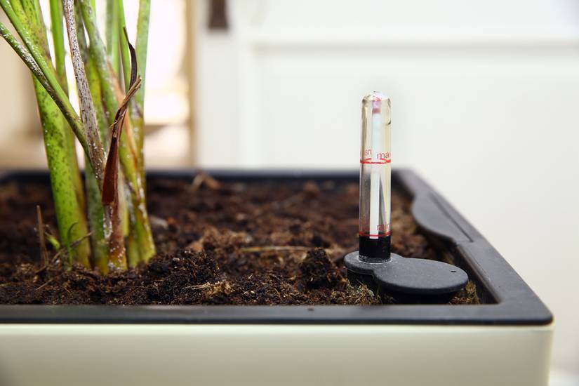 How To Improve Drainage in Potted Plants