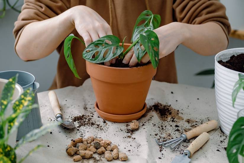 monstera kaufen münchen Große Monstera | Monstera deliciosa main image 0
