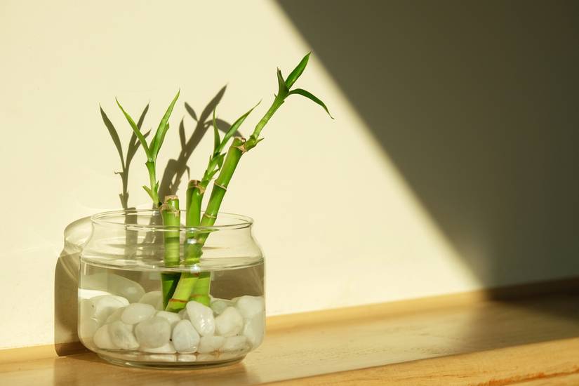 7 Benefits of Having Lucky Bamboo in Your Home
