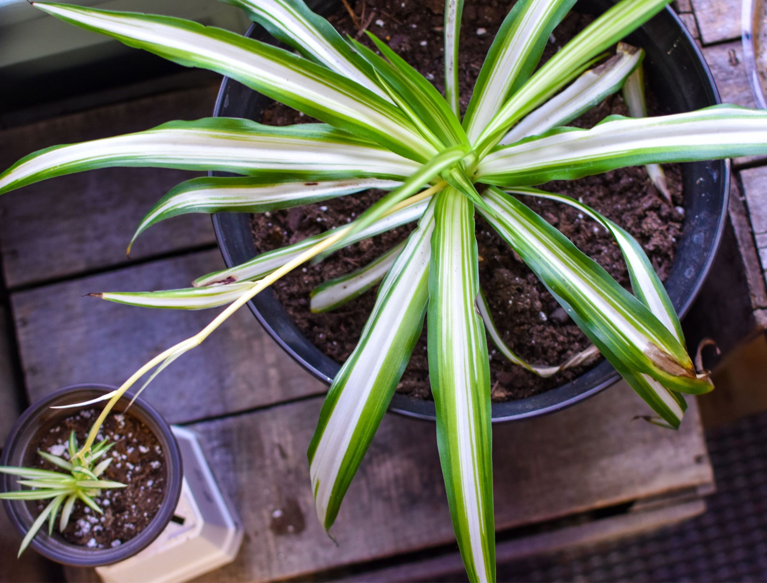 5 Reasons Your Spider Plant Tips Are Brown