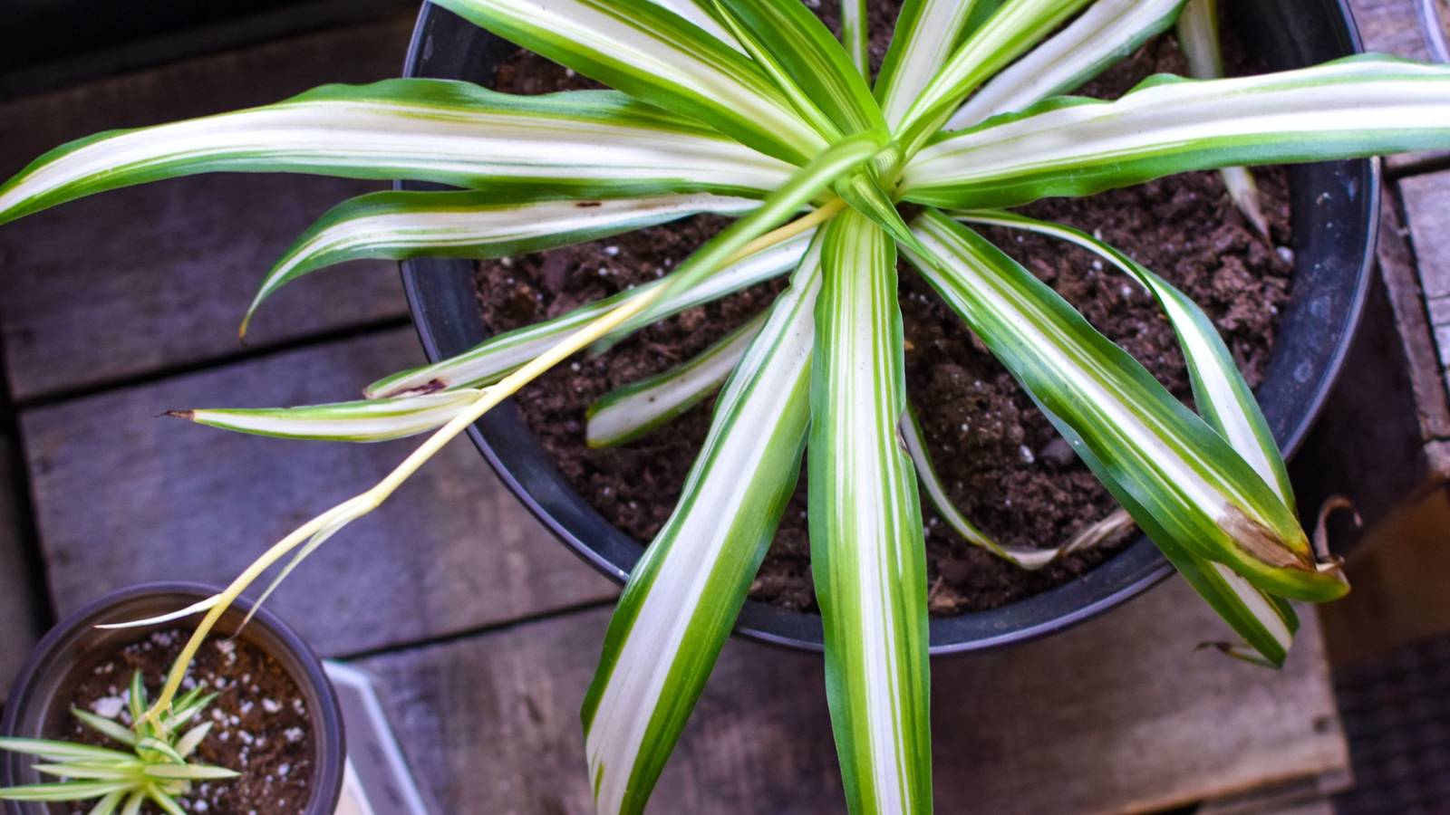 5 Reasons Your Spider Plant Tips Are Brown