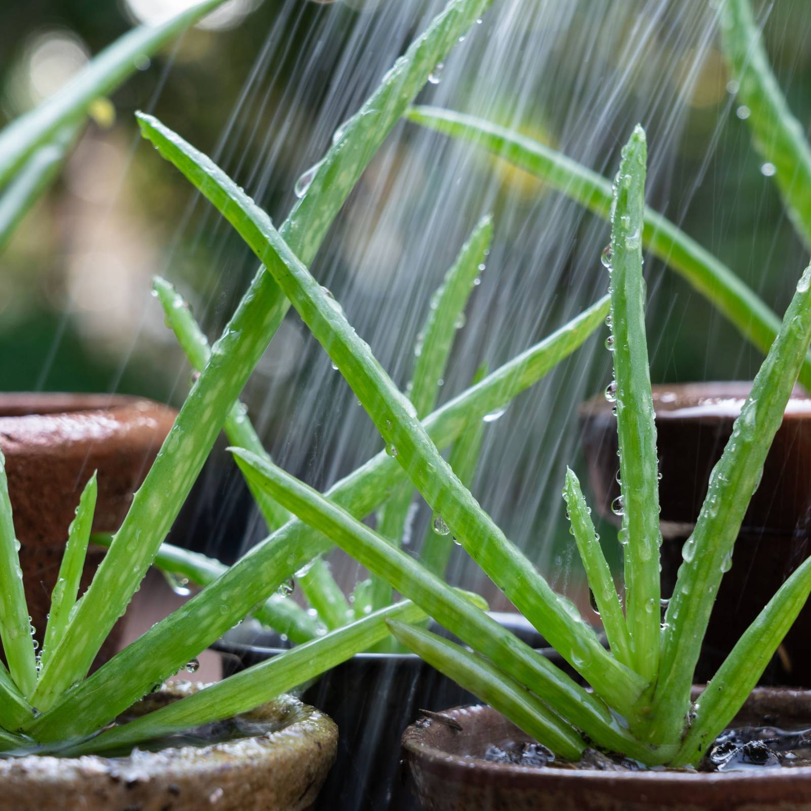 How Often Should You Water a Aloe Plant