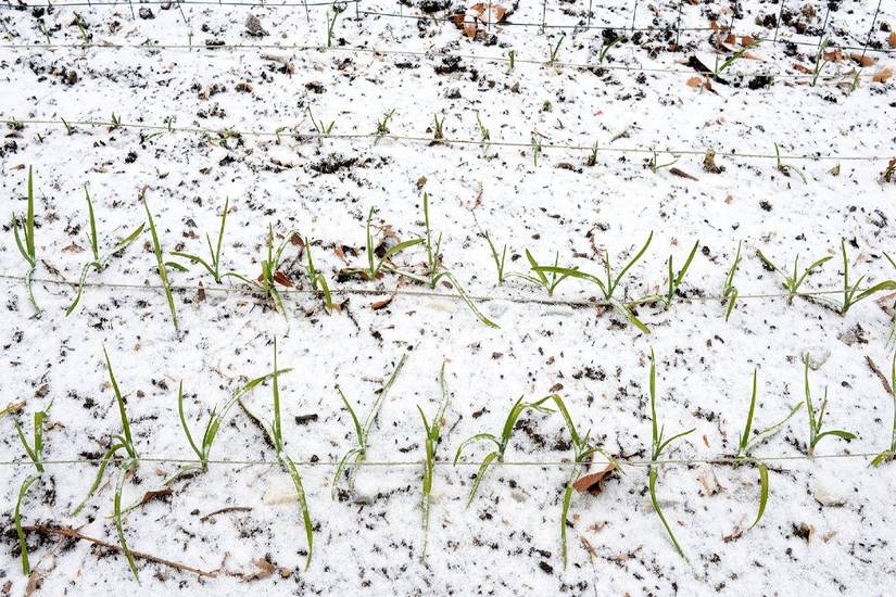 6 Reasons to Grow Your Own Garlic