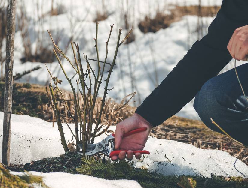 How To Prune Roses in Winter