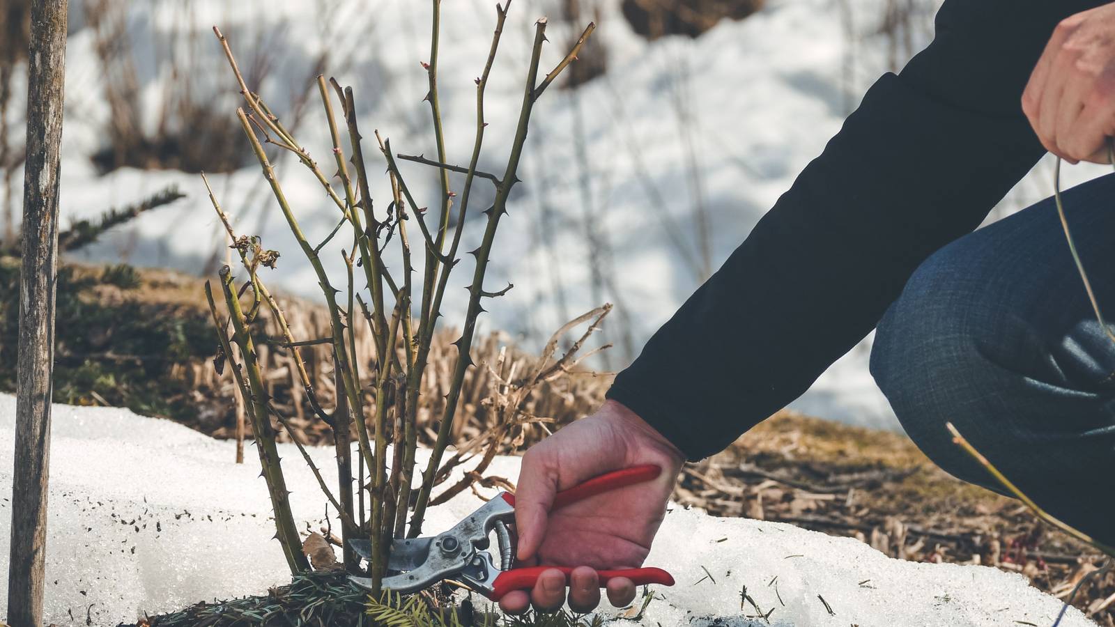 Preparing Your Roses For Winter