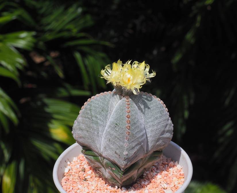 4 Easy Cactus Plants for Beginners