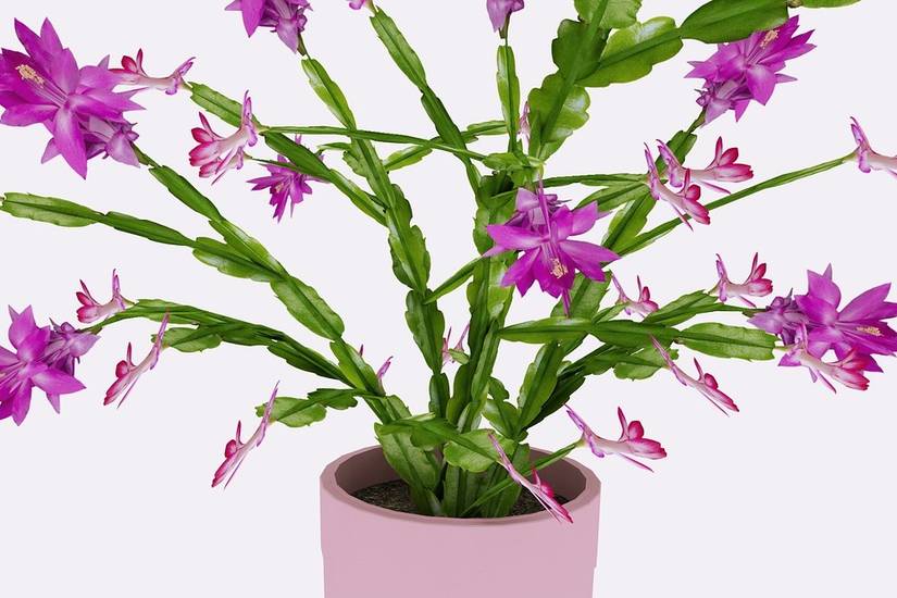 How To Repot Your Christmas Cactus