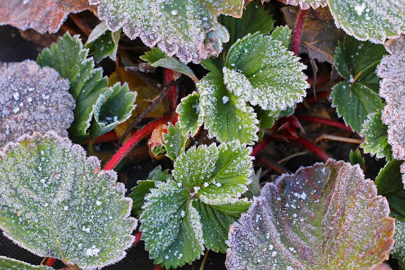 How To Put Your Strawberry Plants To Bed For Winter