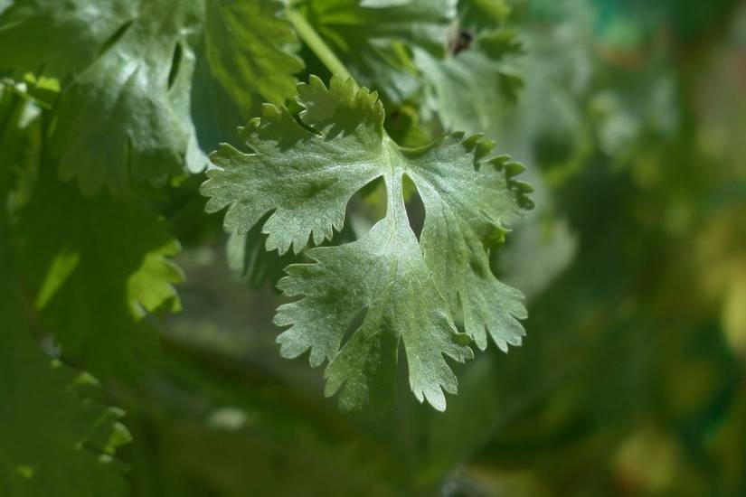 How to Grow Cilantro Indoors