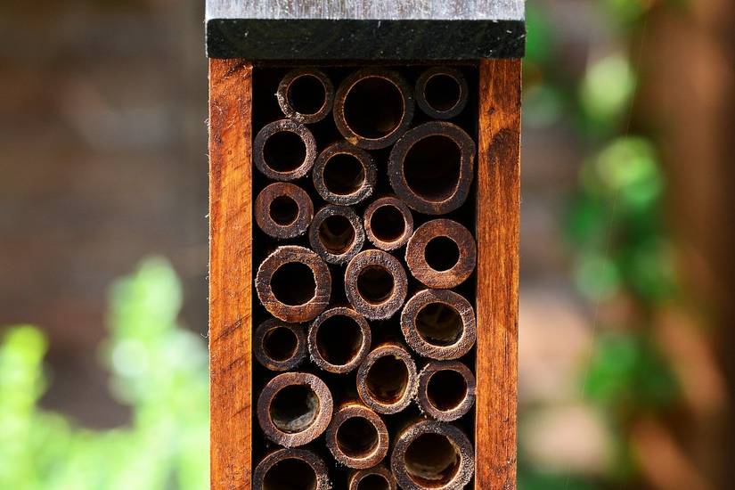 Cottage Insect 11 Ways To Attract More Pollinators To Your Yard