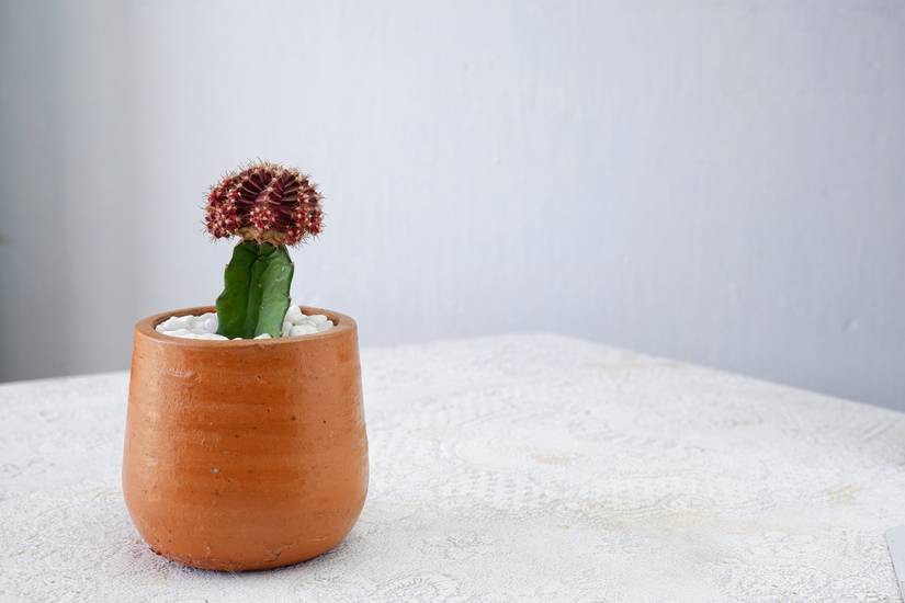 4 Easy Cactus Plants for Beginners