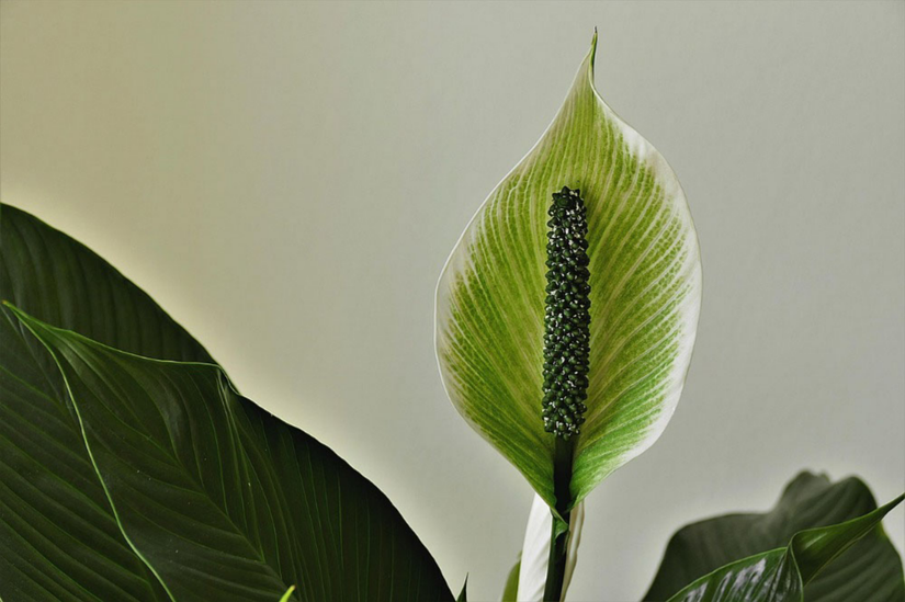 4 Plants That Naturally Reduce Indoor Humidity