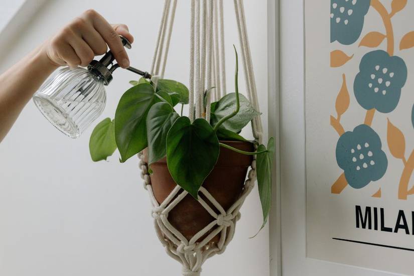 How to Properly Mist Your Plants