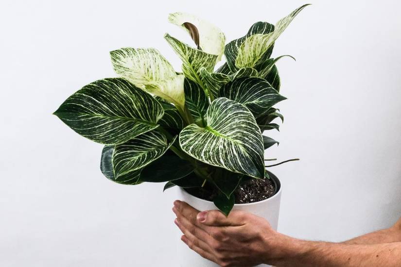 rhapis palm plant Palm, Lady 12