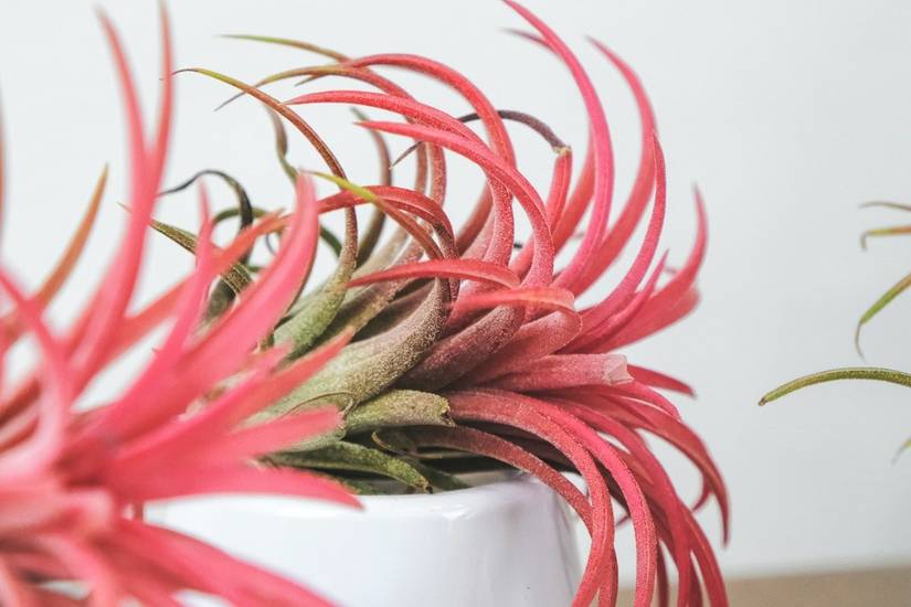 bunny ear plant Buy Bunny Ear White Cactus (With Soil, Plant & Pot)  Kumaun Plants