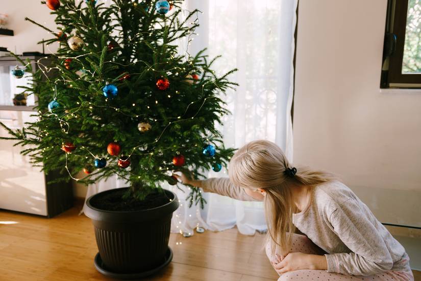 How To Revive a Dying Potted Christmas Tree
