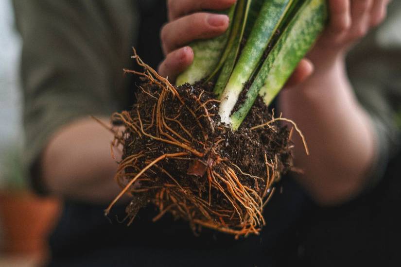 How To Repot Your Snake Plant