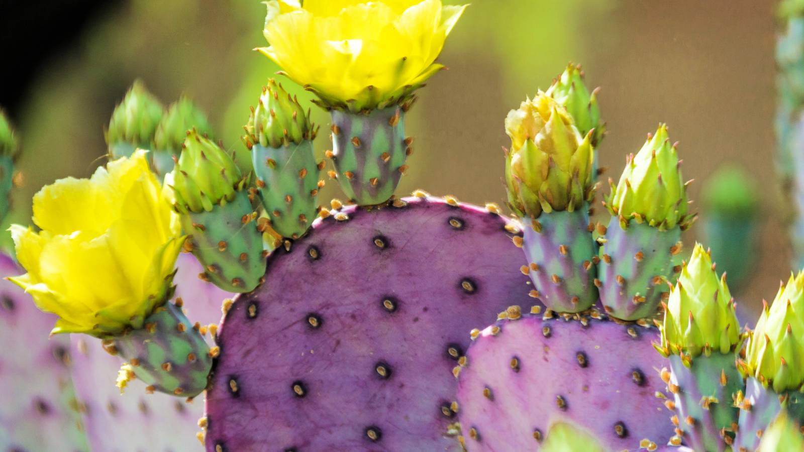 How to Grow and Care for Prickly Pear Cactus