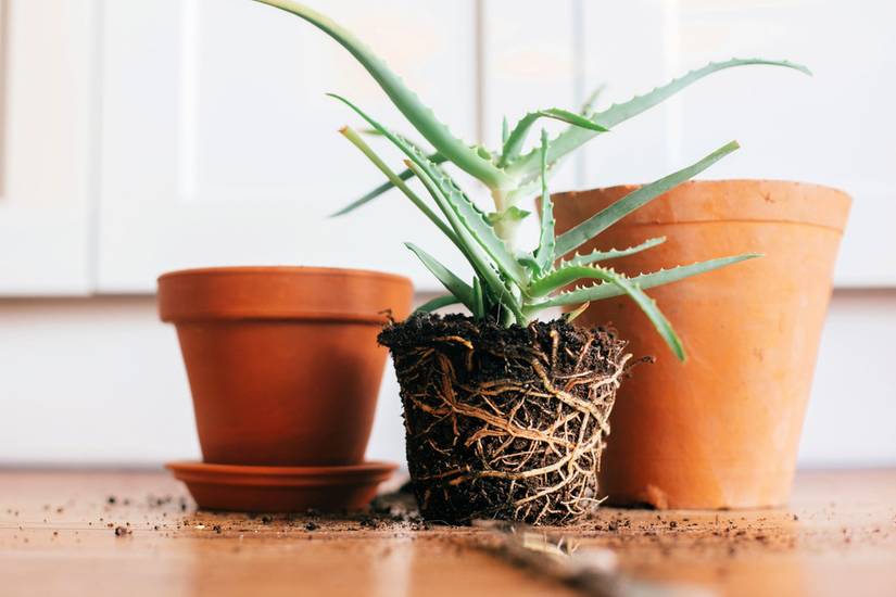 snake plant seeds Desi Snake Gourd Dark Green Seed-Open Pollination – seed and plant
