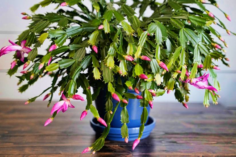tamarinde bonsai pflege Seedeo® Tamarinde Indische Gewürzrinde (Tamarindus indica) 6 Samen main image 0