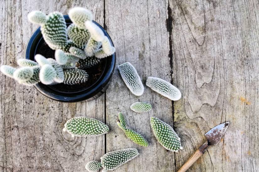 How to Grow and Care for Prickly Pear Cactus