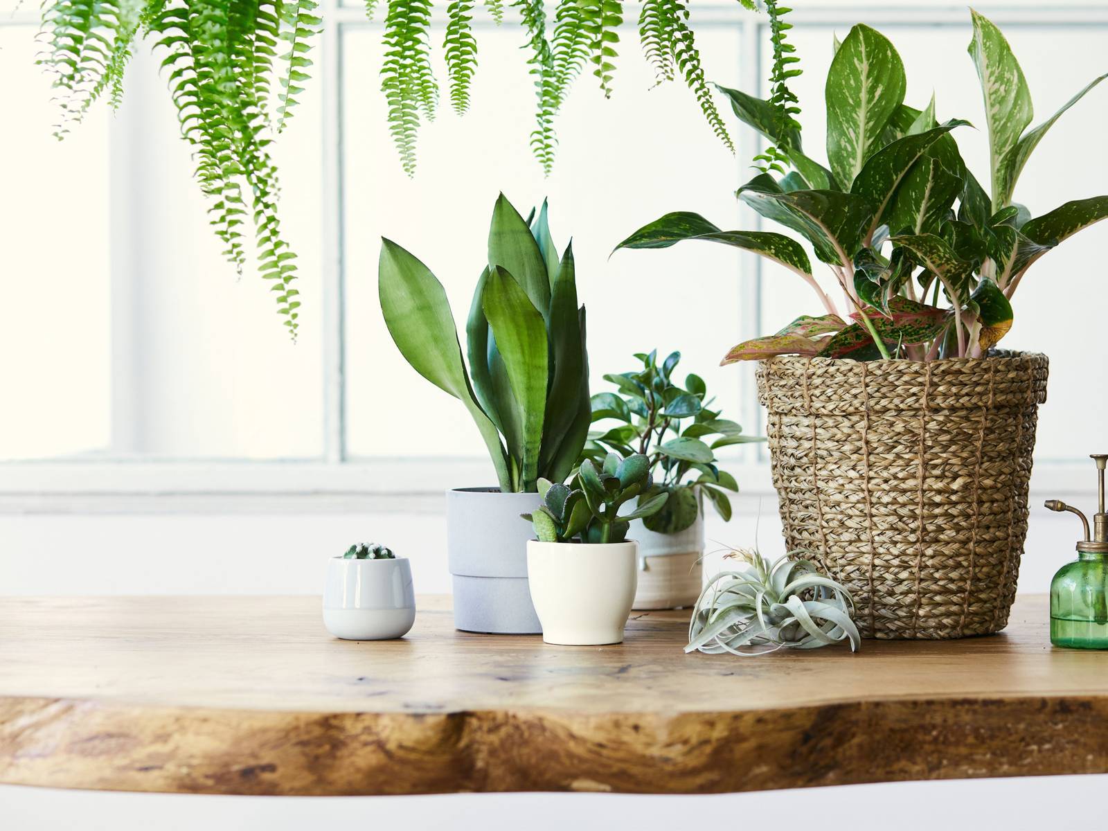7 Indoor Plants That Barely Need Water