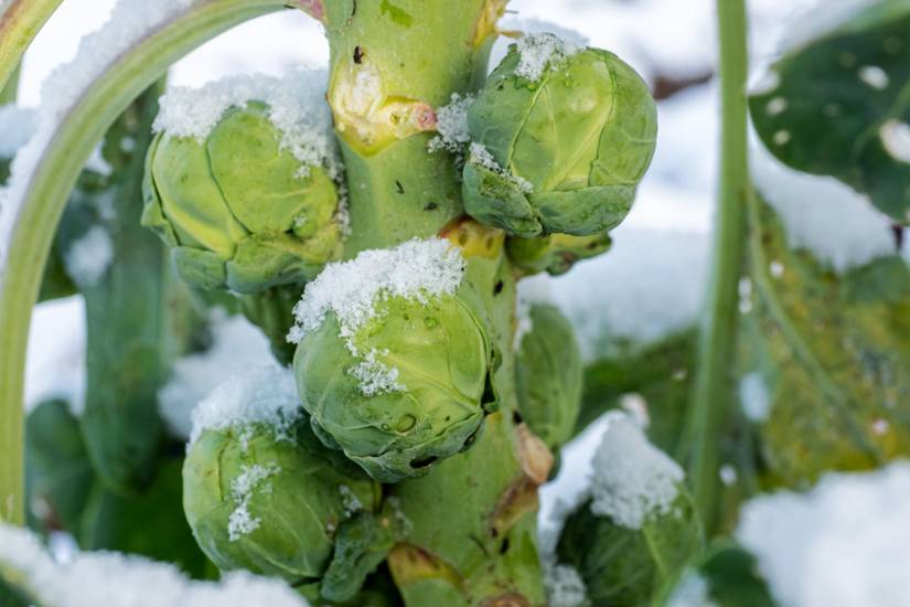 When and How to Harvest Brussels Sprouts