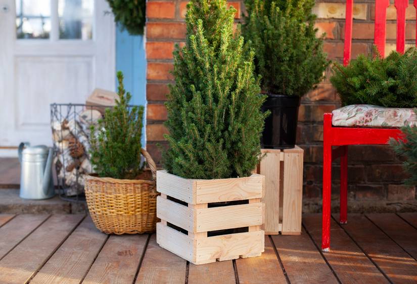 How To Revive a Dying Potted Christmas Tree
