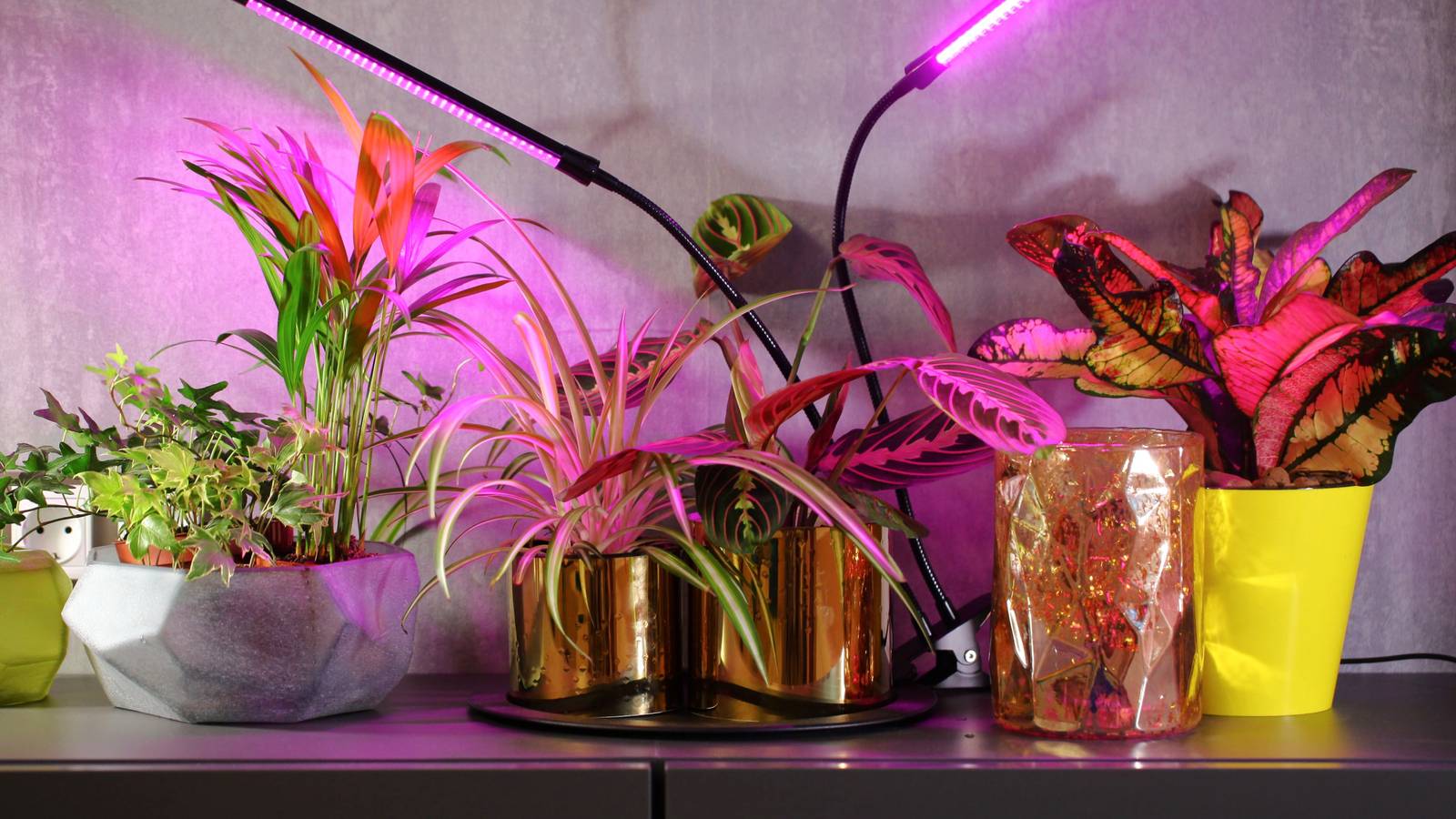 cocodama plant Maya Palm Kokedama, easy care, long lasting main image 1