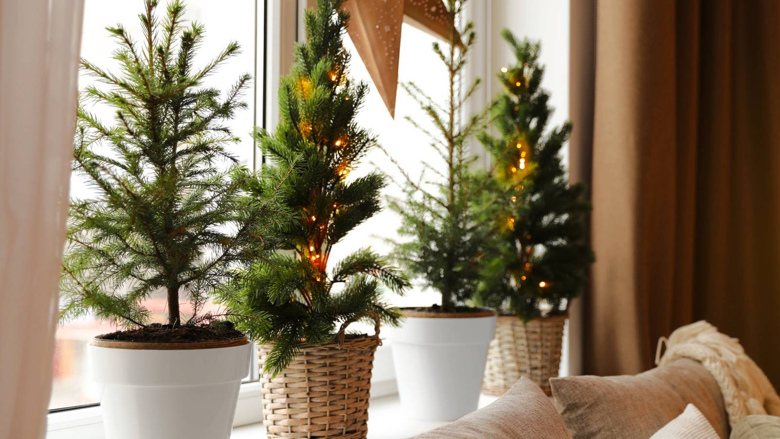 Use Pro Trips to Care For Your Potted Christmas Tree