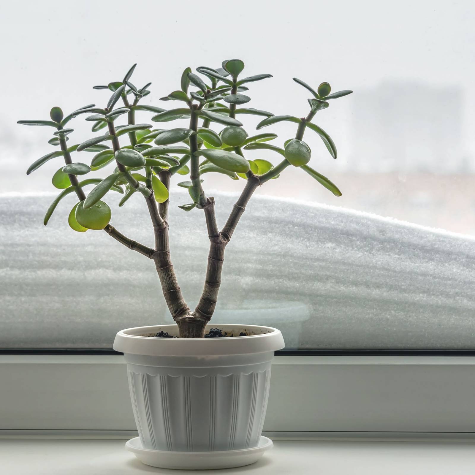 pilea chinese money plant Pilea 'Chinese Money Plant' – Watson's Greenhouse