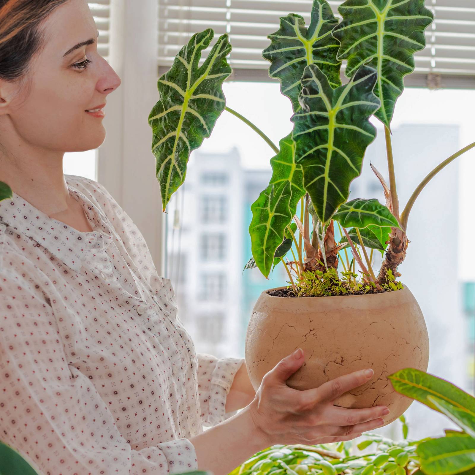 Alocasia Giant Upright Elephant Ear Plant in 10 in. (3 Gal.) Grower Po –  OnlinePlantCenter, image size:1600x1600