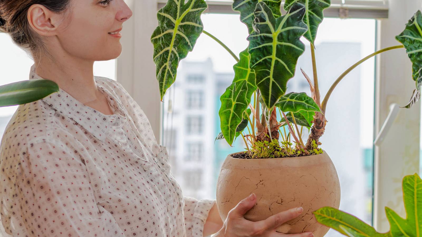How to Care for Your Elephant Ear Plant