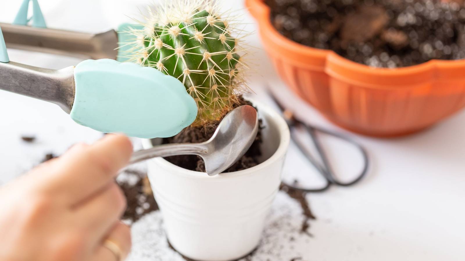 How To Repot a Cactus Plant