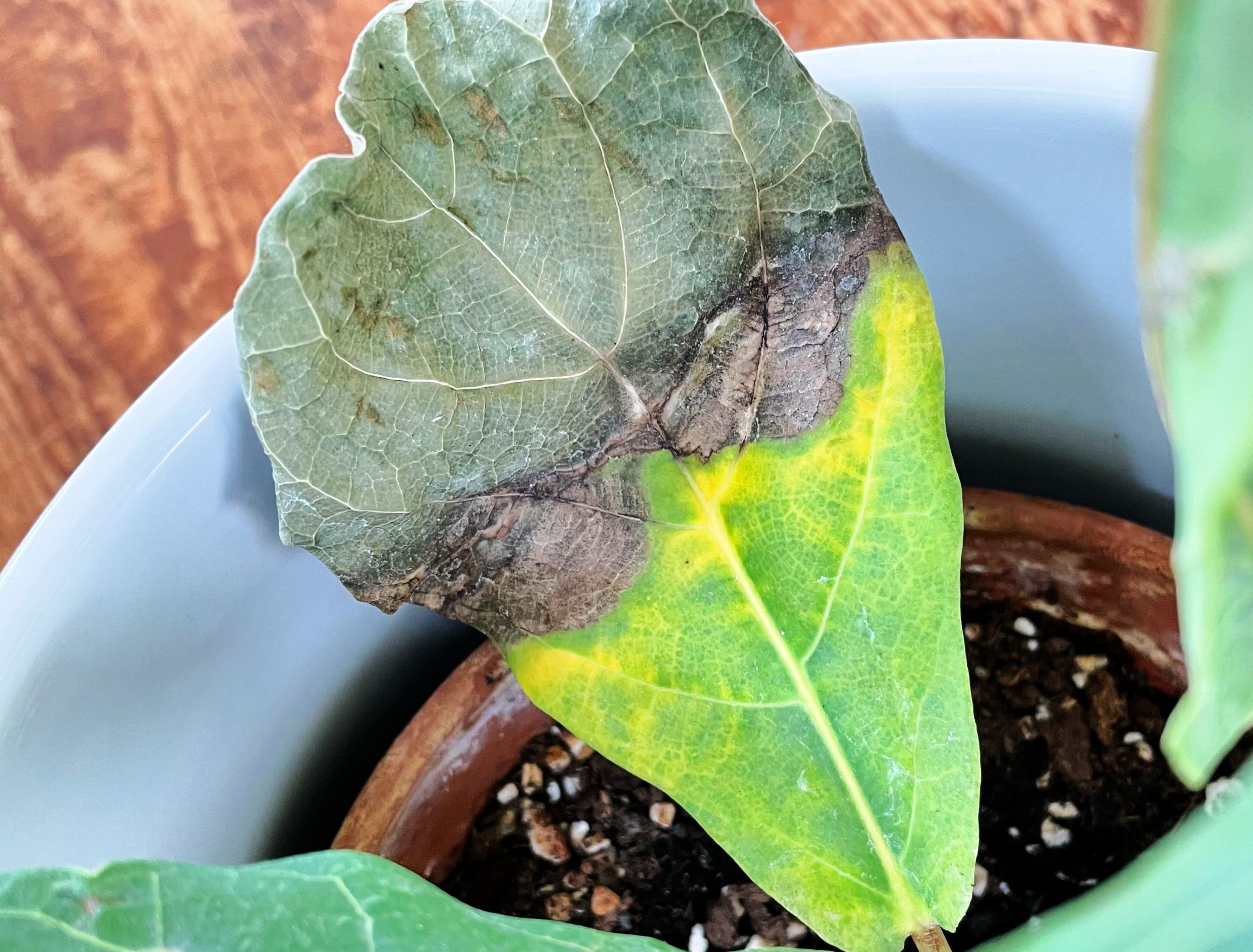Why There Are Brown Spots on Your Fiddle Leaf Fig