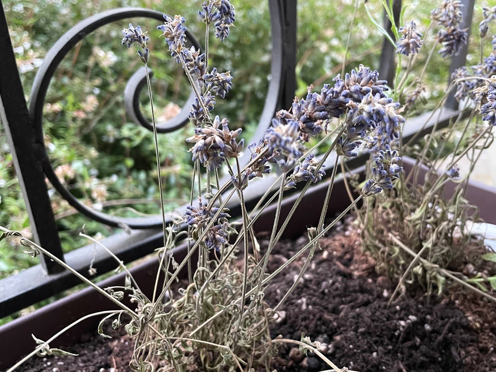 How To Revive Your Dying Lavender Plant